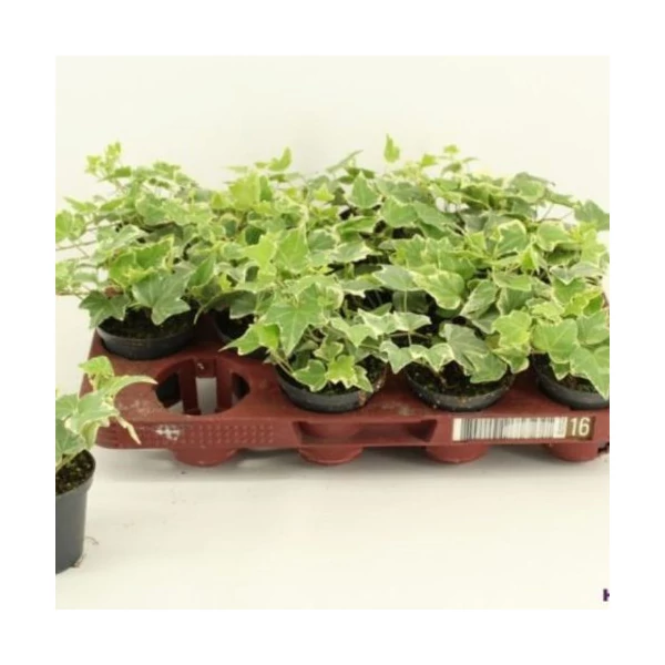 Hedera Eva mix borostyán Cs12