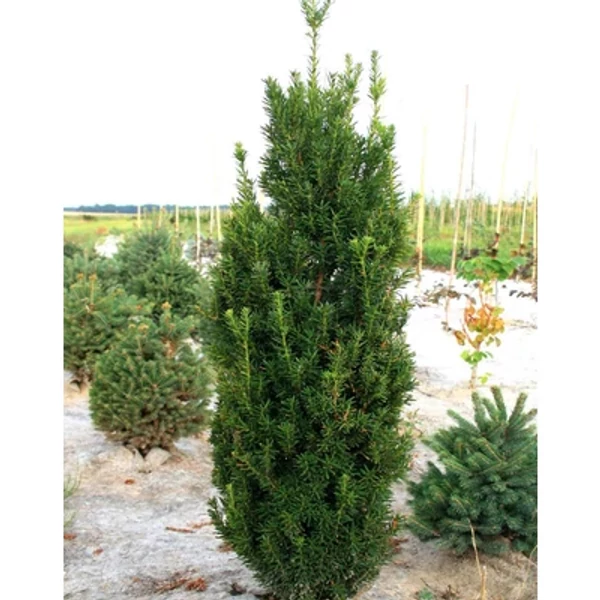 Taxus x media 'Straight Hedge' – Tiszafa 125/150 FL