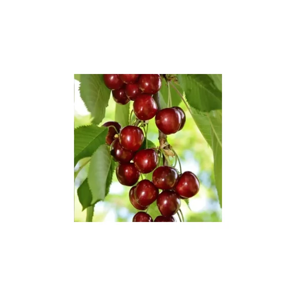 Gyümölcsfa 'Hedelfingeni óriás' cseresznye K15 6/8 200/250