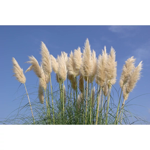 Cortaderia selloana - Pampafű fehér K2