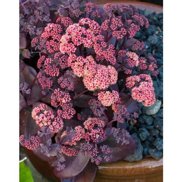 Sedum Oriental Dancer varjúháj D14