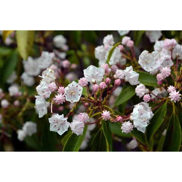 Kalmia latifolia 25-30 Hegyi babér K5 25/30