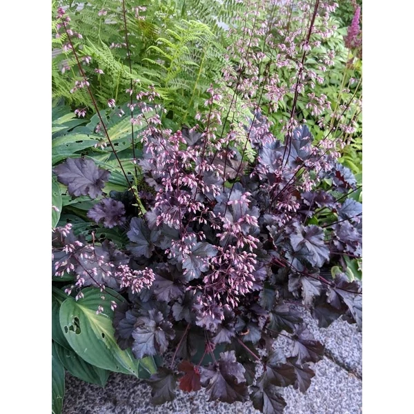 Heuchera Dark Secret - Bíbor levelű tűzeső CS15