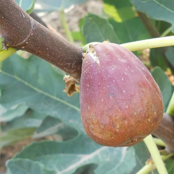 Ficus carica - Füge Helen K2 35/45