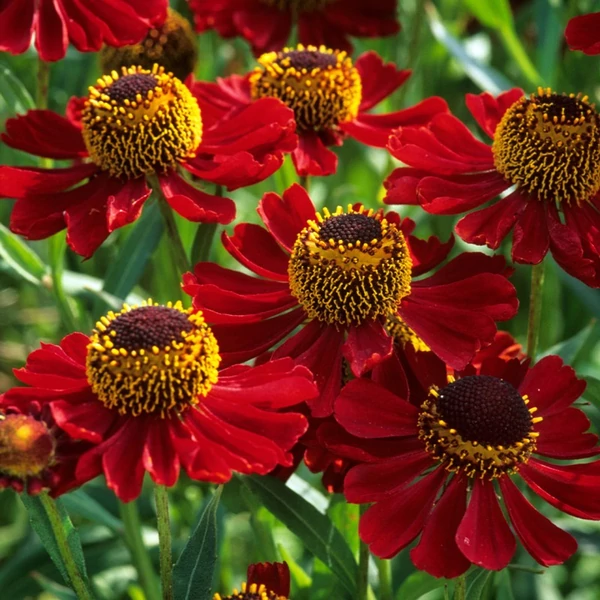 Helenium 'Helias Fire Red'  - Napfényvirág CS14