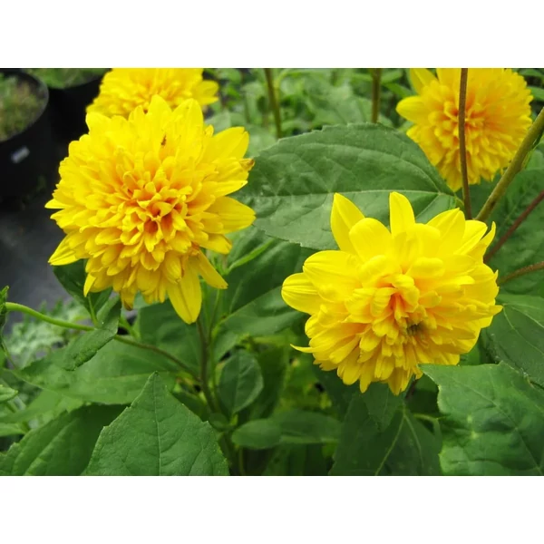 Helianthus decapetalus Soleil d or - Sokvirágú telt napraforgó