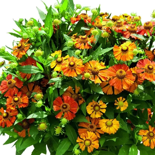Helenium Helias Orange - Napfényvirág CS14