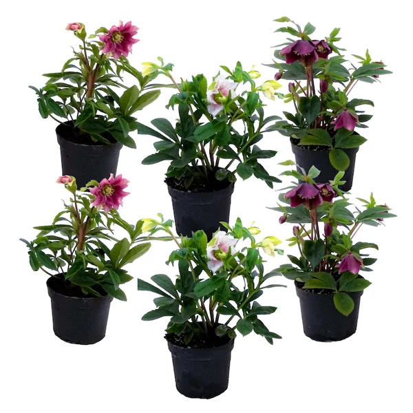 Helleborus orientalis mix - Keleti hunyor K15l 35cm