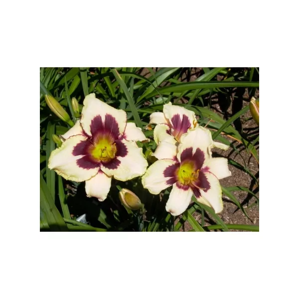 Hemerocallis Moonlit Masquerade- Sásliliom K2