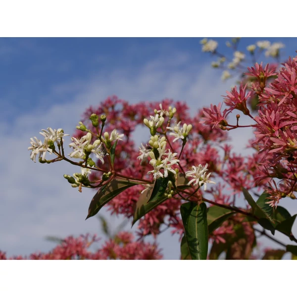 Heptacodium miconioides multitrunk pot – Hétfiúvirágcserje H. 150/175