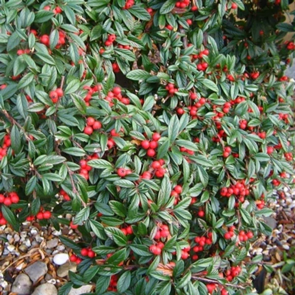 Cotoneaster salicifolius 'Herbstfeuer' - Fűzlevelű madárbirs K2L 40/60