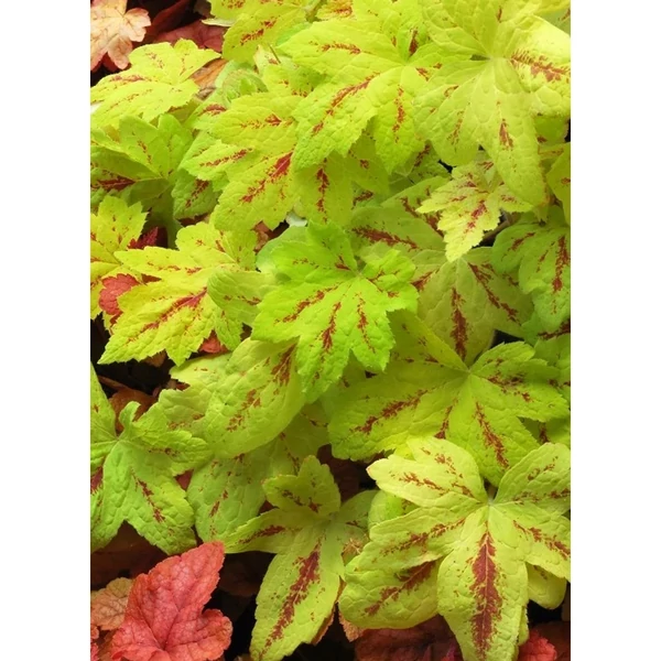 Heucherella Sunrise Falls - Turbáncső CS14