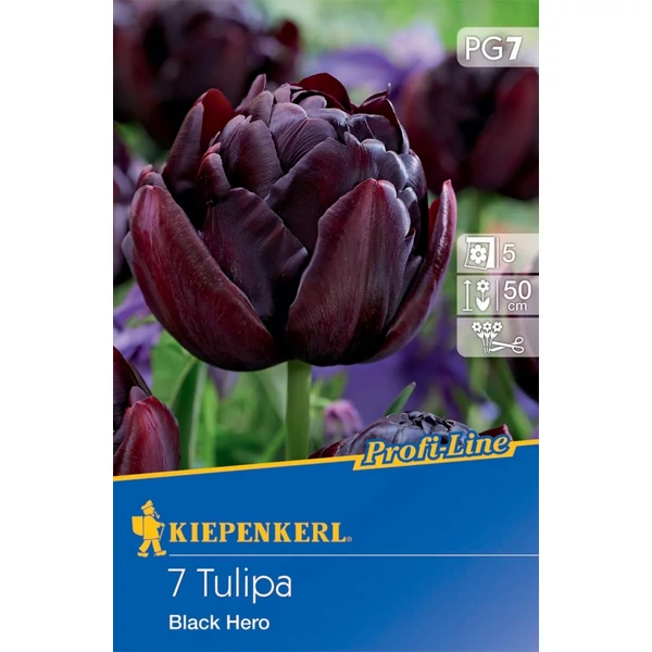 Kiepenkerl Black Hero tulipánhagymák 7db Kiepenkerl Black Hero tulipánhagymák 7db