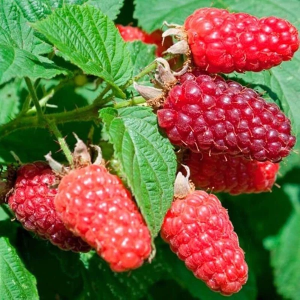 Rubus idaeus 'Heritage' - Folytontermő málna K2
