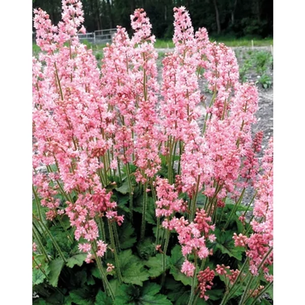 Heucherella 'Pink Revolution' – Turbáncső CS14