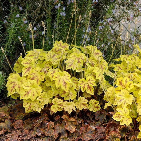 Heuchera ‘Solar Power’ – Aranysárga levelű tűzeső CS15