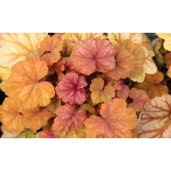 Heuchera Champagne- Tűzeső Cs15