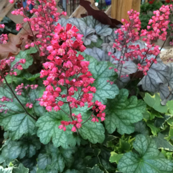 Heuchera 'Paris'  - Tűzeső Cs14