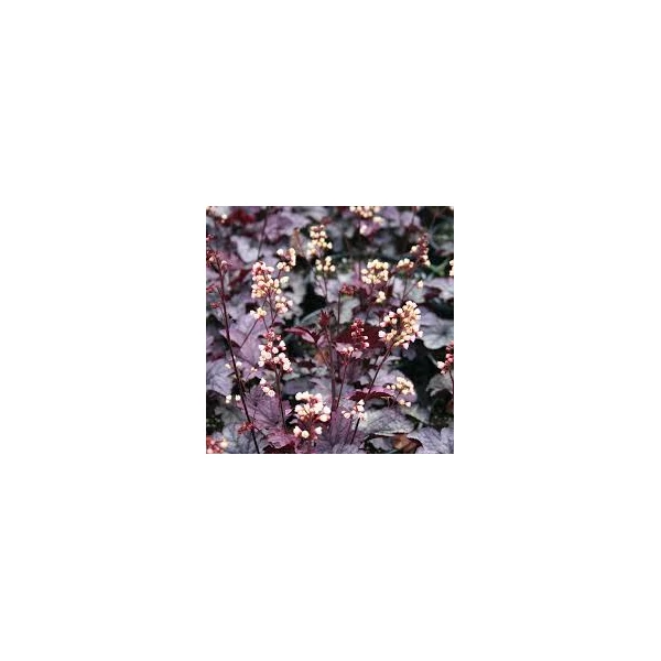 Heuchera 'Shanghai' - Tűzeső Cs14