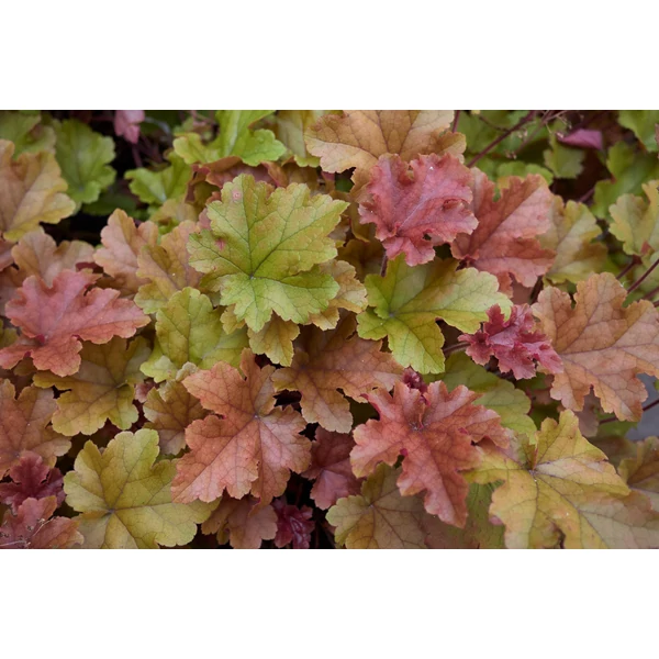 Heuchera ‘Northern Exposure Sienna’ – Tűzeső CS15