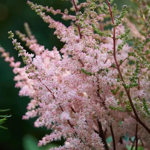 Astilbe chinensis Spotlight – Kínai tollbuga K2l