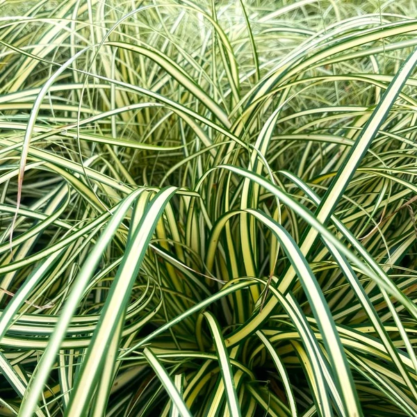 Carex osh. Evergold - Ósimai sás CS9