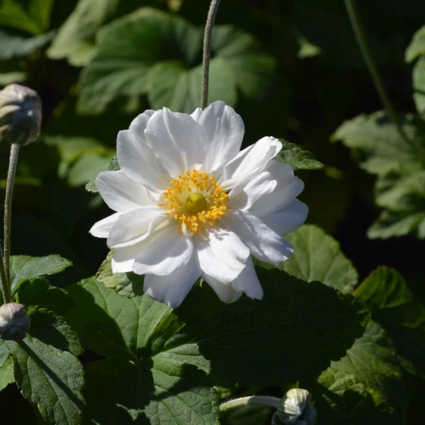 Anemone x hybrida Andrea Atkinson - Szellőrózsa CS14