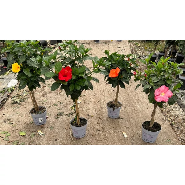 HIBISCUS LONGLIFE 'Fushion'- Hibiszkusz törzses K3,4