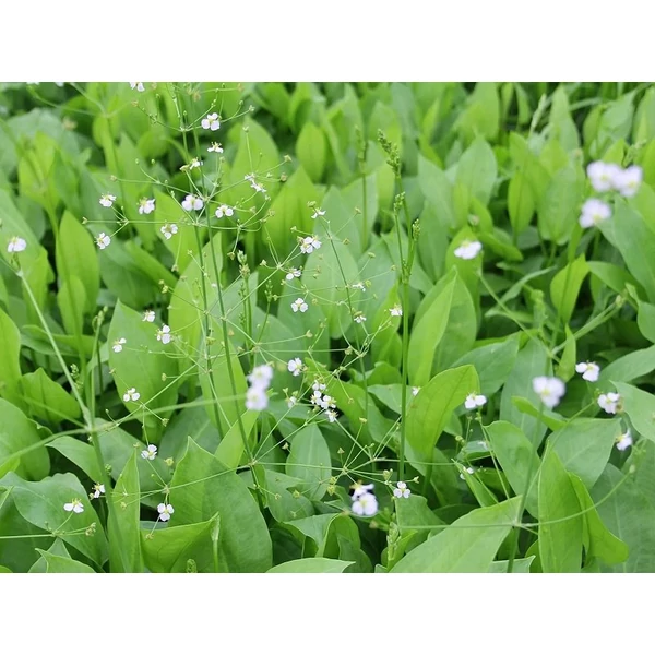 Alisma Plantago aquatica vízi hídőr