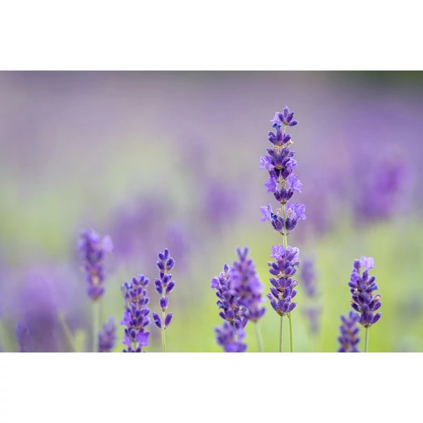 Lavandula angustifolia ‘Hidcote Blue’ – Mélykék kompakt levendula CS9