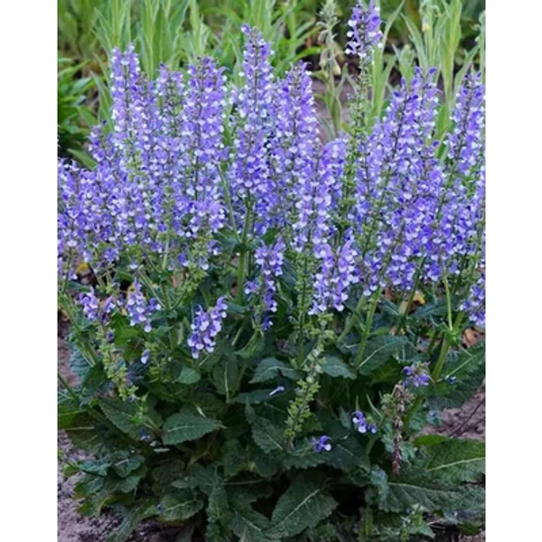 Salvia 'Azure Snow' – Hibrid zsálya CS14
