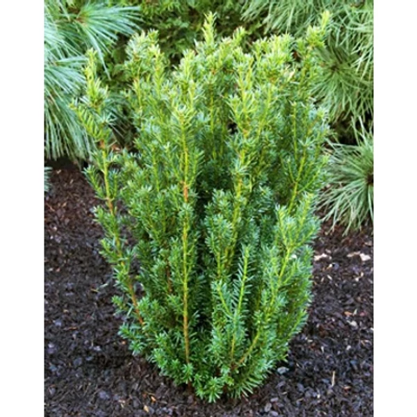 Taxus x media 'Hillii' - Oszlopos tiszafa 100/125 FL