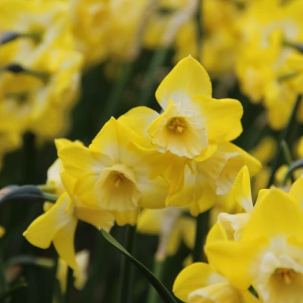 Narcissus ‘Hillstar’ – jonquilla nárcisz CS14