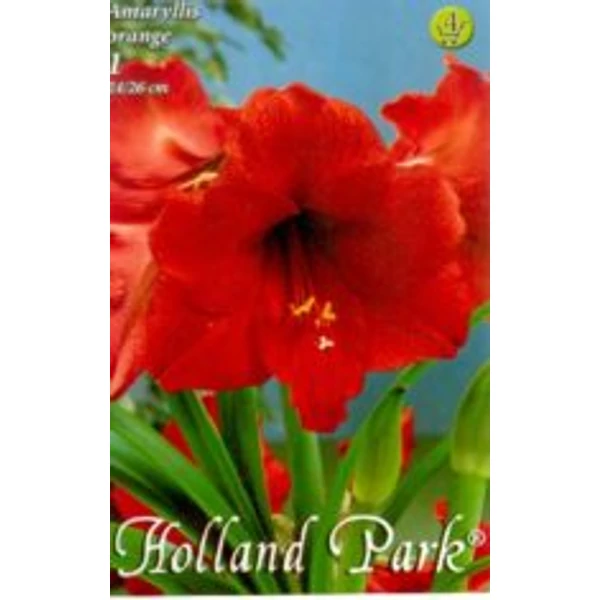 Amaryllis 1-db Hippeastrum Dupla bordó