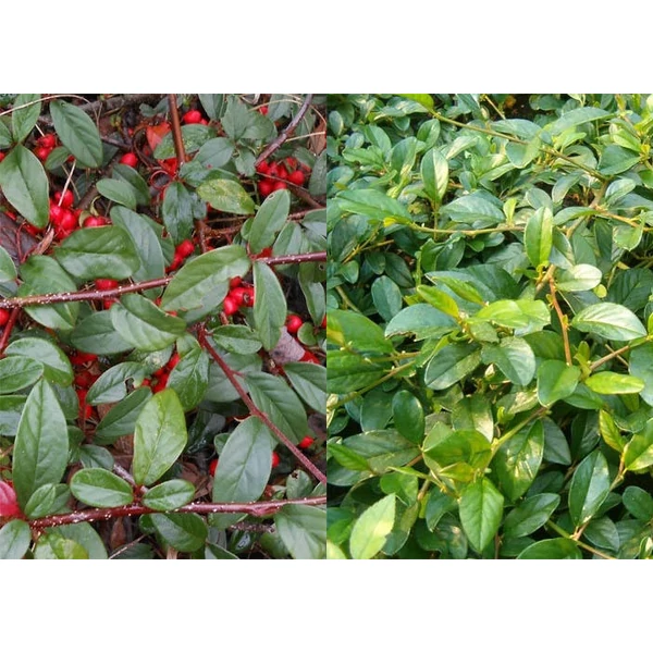 Cotoneaster hybrid 'Bella' - Kúszó madárbirs