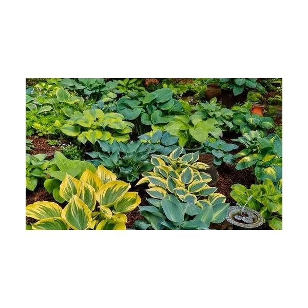 Hosta - Árnyliliom Mix CS14 1db