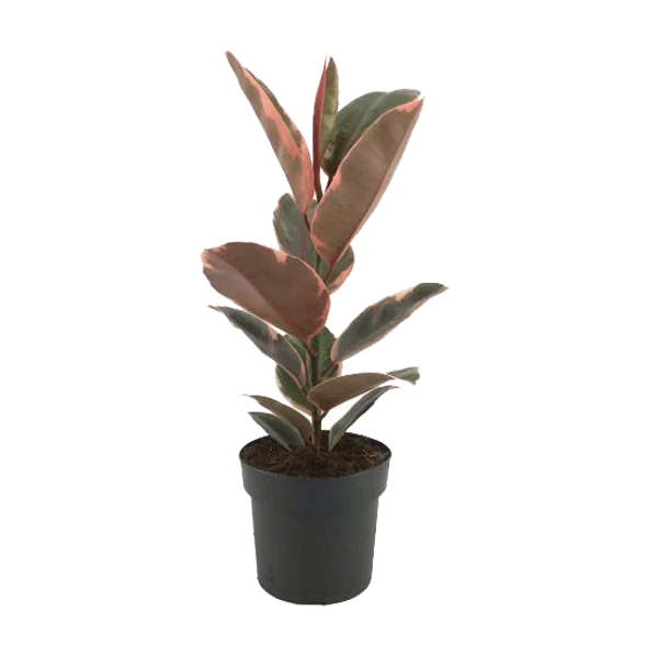 Ficus elastica belize - Szobafikusz foltos levelü