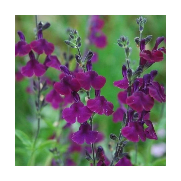 Salvia greggii Nachtvlinder -  Őszi zsálya CS14