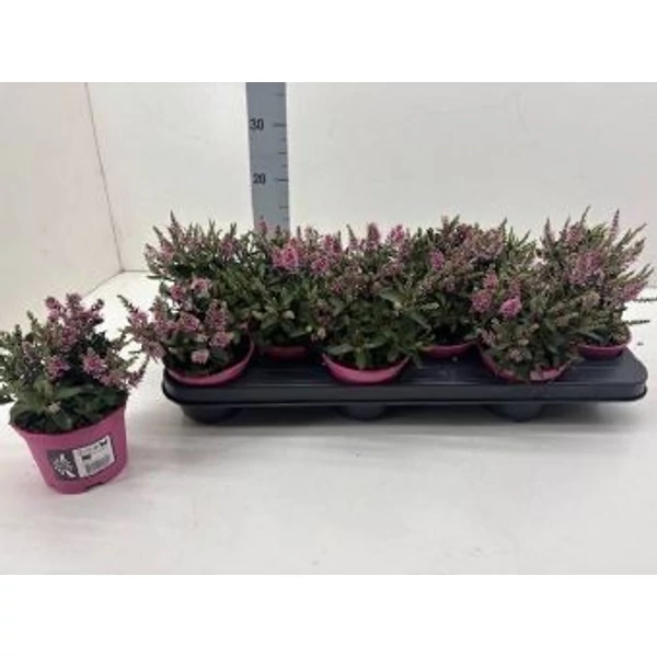 Hebe - Veronikacserje Bright pink K2 18cm