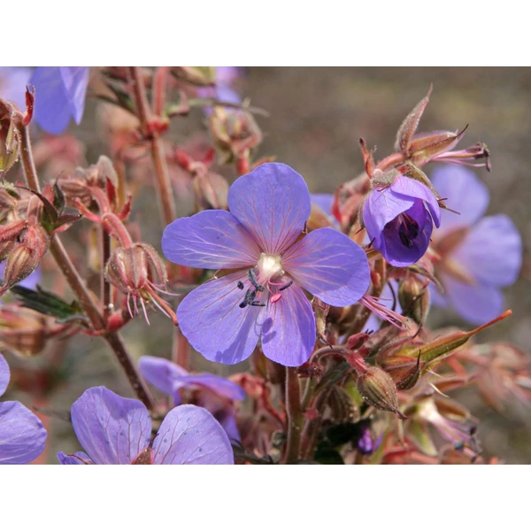 Geranium ‘Hocus Pocus’ – Díszlevelű gólyaorr CS15