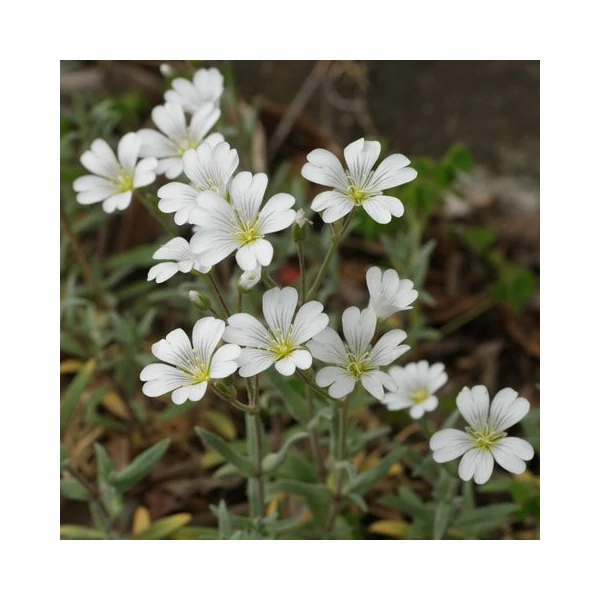 Cerastium tomentosum - Molyhos madárhúr
