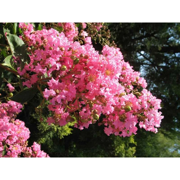 Lagerstroemia indica Hopi - Kínai selyem mirtusz bokor K30/50