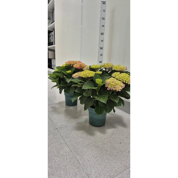 Hydrangea mac. magical mix - Hortenzia színkeverék hajtatott EXTRA P14
