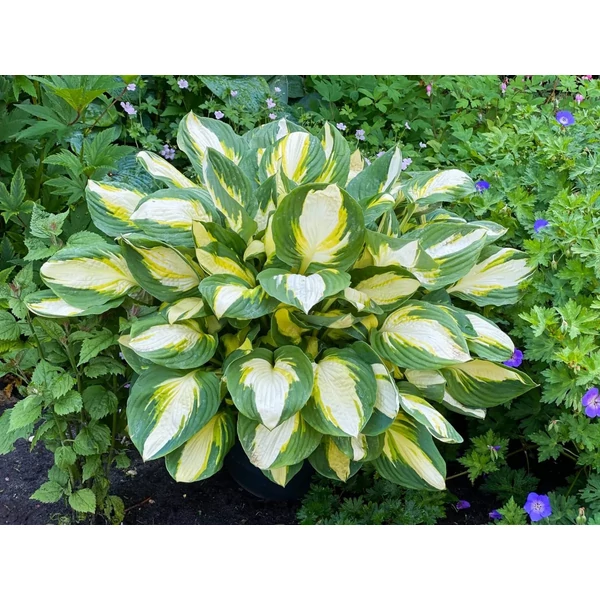 Hosta ‘Color Festival’ - Árnyliliom CS14