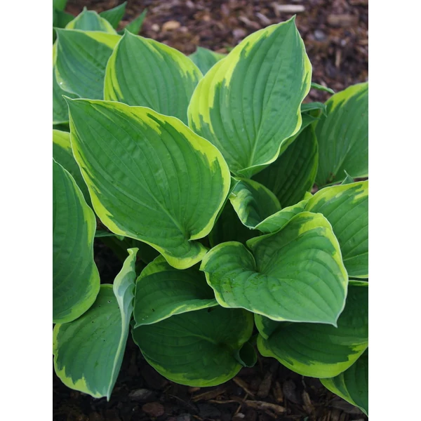 Hosta fortunei ‘Aureomarginata’ – Sárga szegélyű árnyékliliom CS14