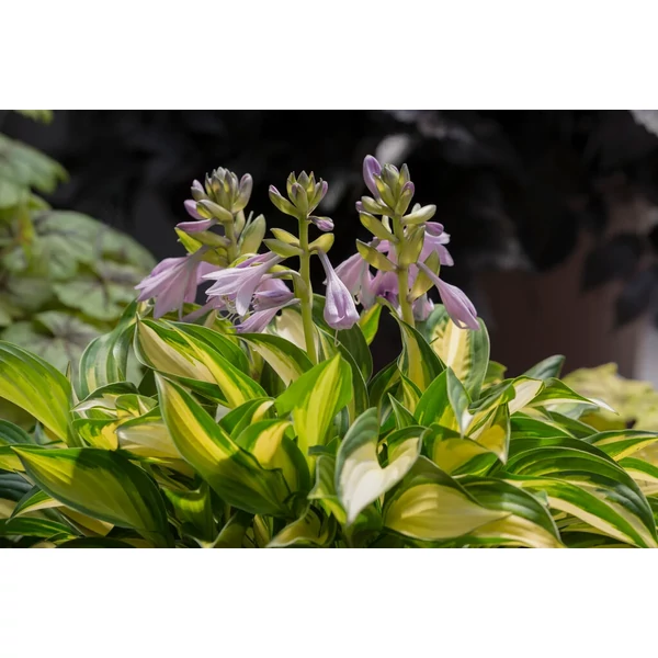 Hosta ‘Lakeside Little Tuft’ – Törpe árnyékliliom CS14
