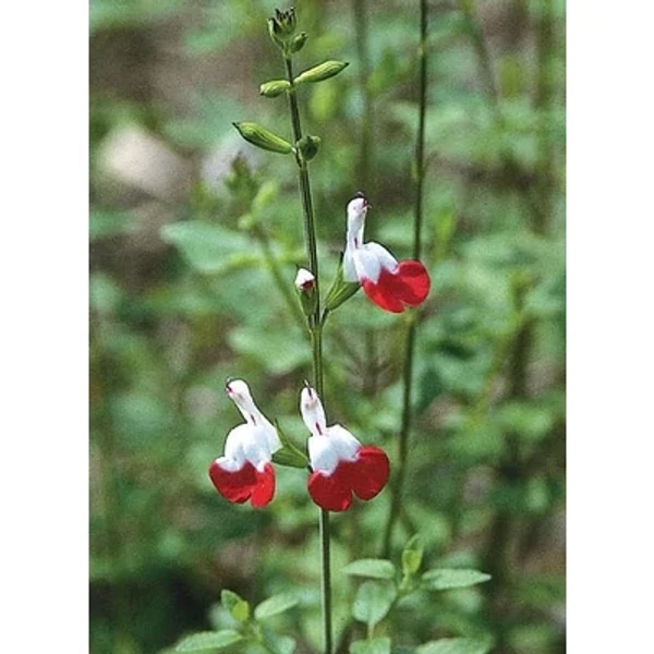 Salvia microphylla Hot Lips - Őszi zsálya CS14