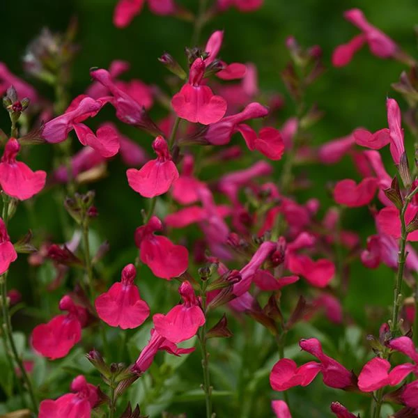 Salvia greggii ‘Mirage Hot Pink - Őszi zsálya CS14