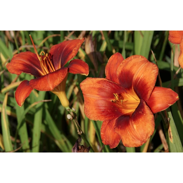 Hemerocallis Hot Town - Sásliliom K2