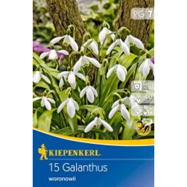 Kiepenkerl Galanthus woronowii hóvirág virághagymák 15db